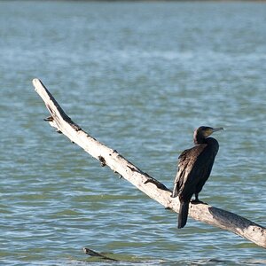 Kormoran
