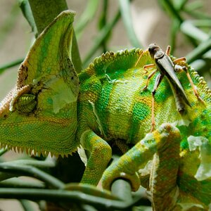 Jemen-Chamäleon im Reptilium Landau/Pfalz