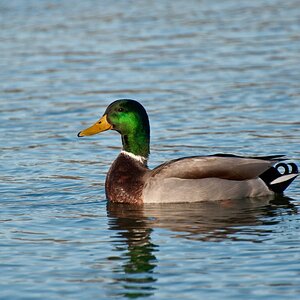 Stockente Erpel