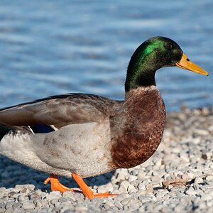 Stockente Erpel2