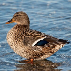 Stockente Weibchen