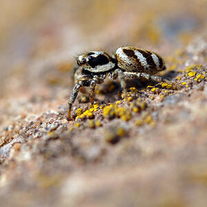 Springspinne