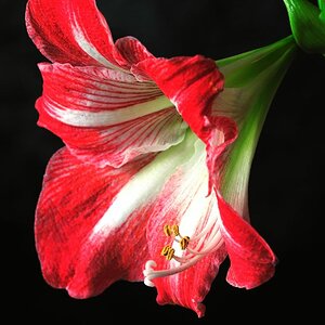 Amaryllis III