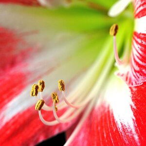Amaryllis I