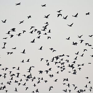 Gänse 6