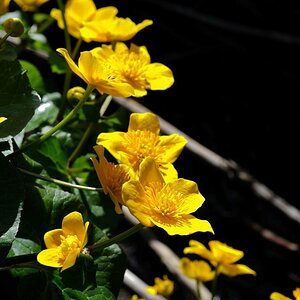 dotterblume 05