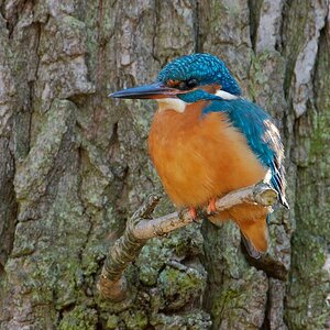 Eisvogel
