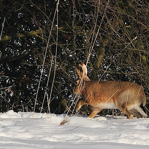 hase32