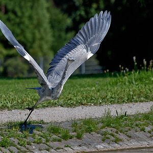 Take off

D80, Sigma 70-300mm @ 220mm, ISO 400, 1/2000s, f5.6 - Rosensteinpark Stuttgart, 27.08.2009