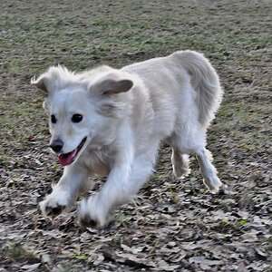 hund