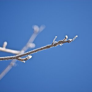 Winterast