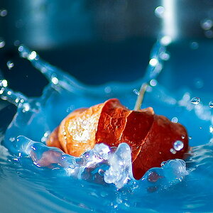 Lampignon schwimmt auch