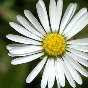 Eine Blume für Pemax