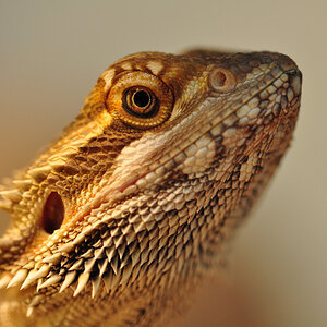 Bartagame2