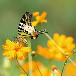 Wl Th 1 Schmetterling