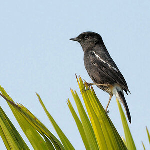 Wl Th 2
Pied Bushchat