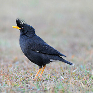 Wl Th 3
White-vented Myna