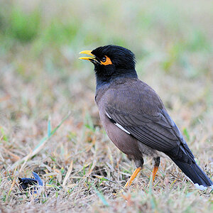 Wl Th 4
Common Myna