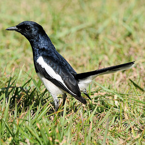 Wl Th 5
Oriental Magpie-Robin