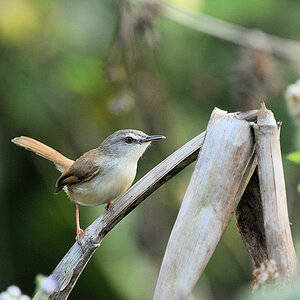 Wl Th 6
Reed-Warbler