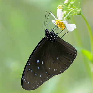 Wl Th 7
Schmetterling