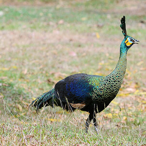 Wl Th 9
green Peacock
Pavo muticus imperator