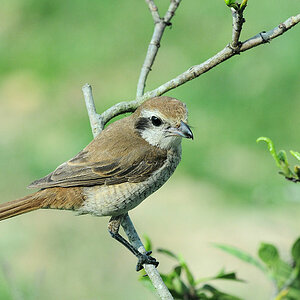 Wl Th 10
brown Shrike
Jungvogel
