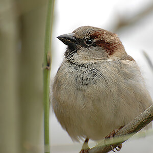 DSC 1669 Spatz 900