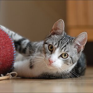 Leo