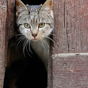 Scheunenkatze 1