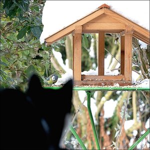 Katzenfernsehen