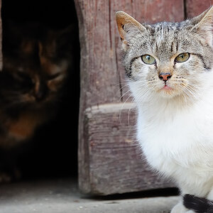 Scheunenkatze 2