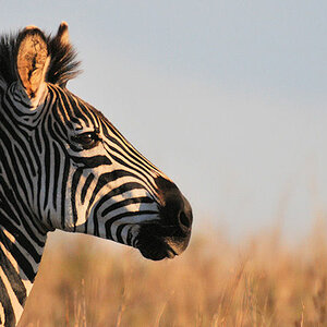 Zebra
Nyika Nationalpark
(6534)
