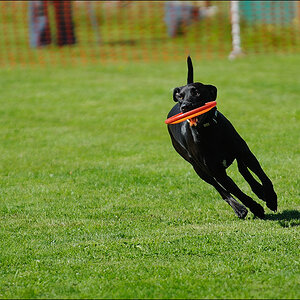 Hund & Familie 2010 09 05 D3S 1245 1a