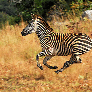 Zebra
Nyika Nationalpark
(9454)