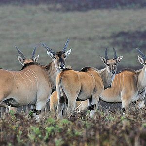 Elen Antilopen
Nyika Nationalpark
(5415)