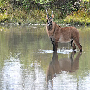 Pferdeantilope füllt den Kaulime See
Nyika Nationalpark
(6221)