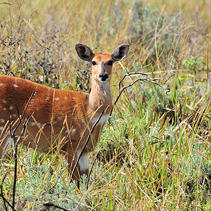 Schirrantilope (Buschbock)
Nyika Nationalpark
5664