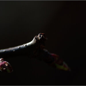 TriebDSC 0042