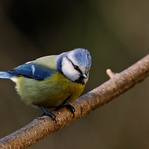 Blaumeise