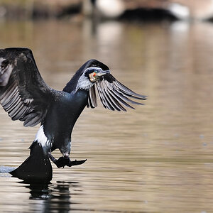 Kormoran Anflug 1