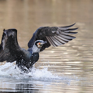 Kormoran Anflug 2