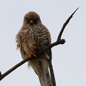 Vogel DSC 8902