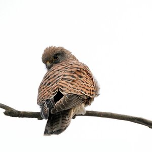 Vogel DSC 8881