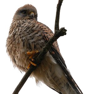 Vogel DSC 8885