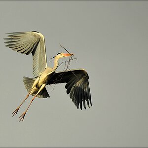 aacomp bramfsee 2530