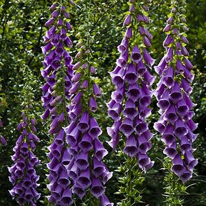 digitalis