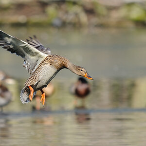 Stockente Anflug