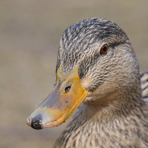 Stockente
