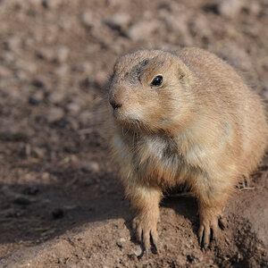 Prairiehunde 2